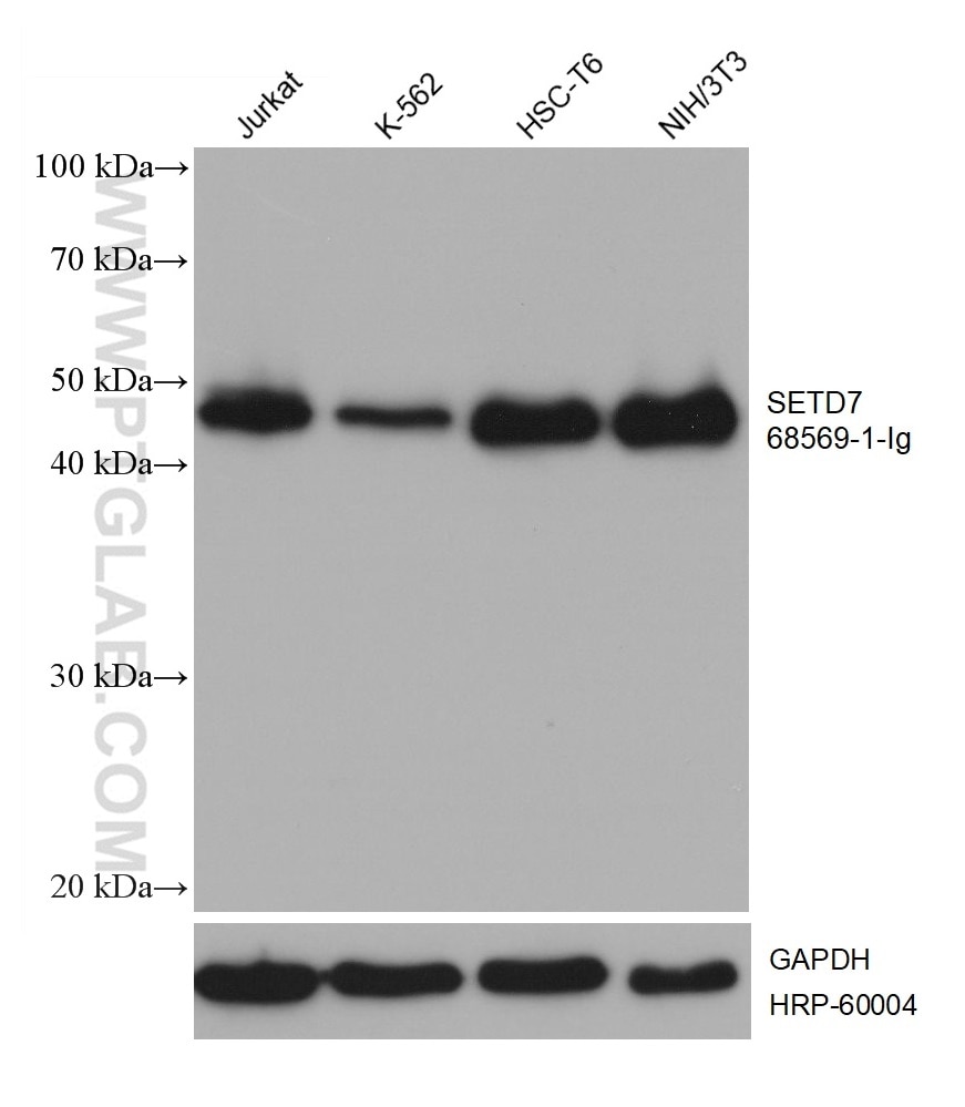 WB analysis using 68569-1-Ig