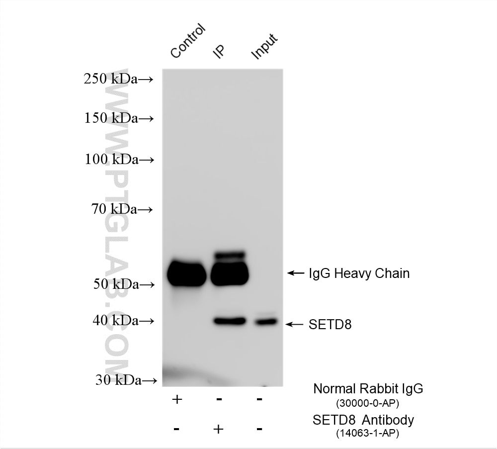 Immunoprecipitation (IP) experiment of HeLa cells using SETD8 Polyclonal antibody (14063-1-AP)