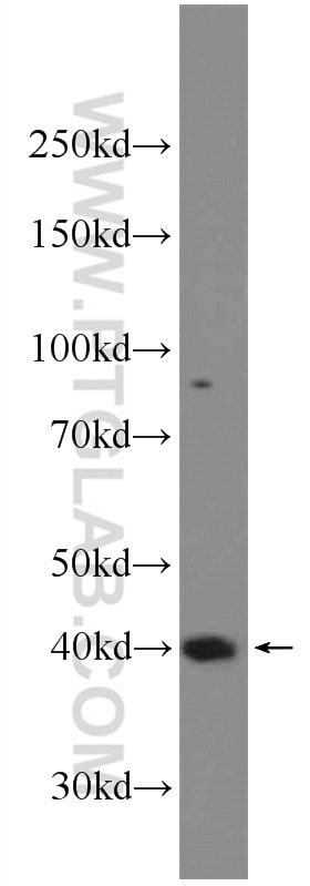 Western Blot (WB) analysis of RAW 264.7 cells using SETD8 Polyclonal antibody (14063-1-AP)