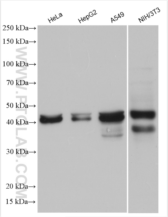 Western Blot (WB) analysis of various lysates using SETD8 Polyclonal antibody (14063-1-AP)