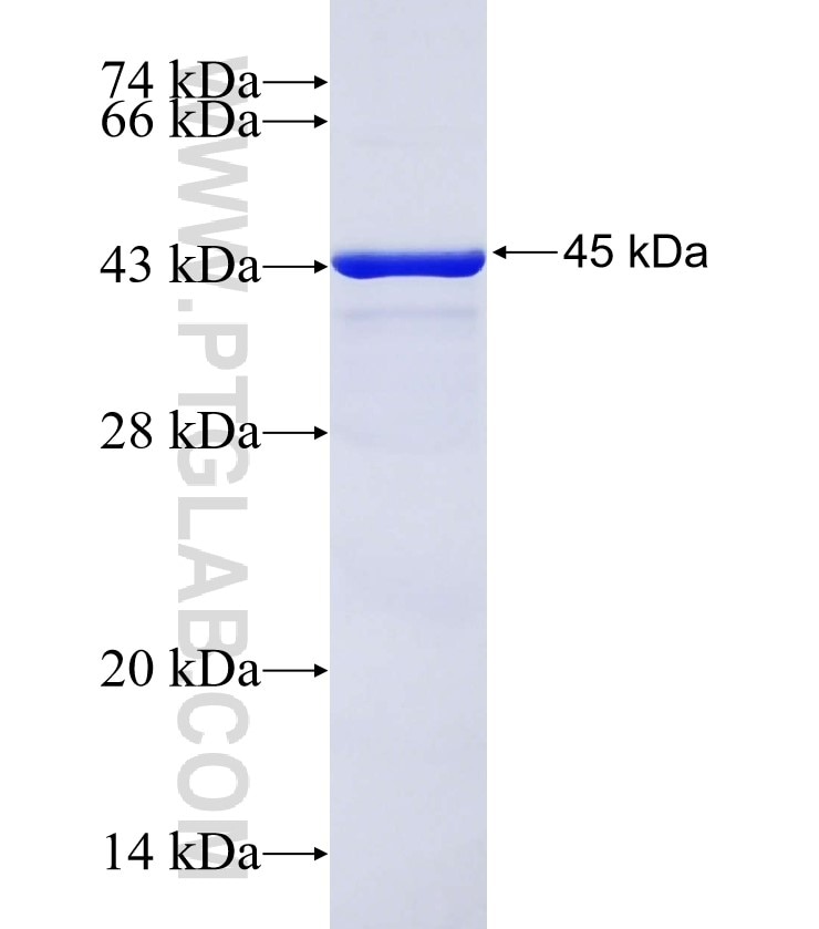 SETD8 fusion protein Ag30530 SDS-PAGE SETD8 fusion protein Ag30530 SDS-PAGE