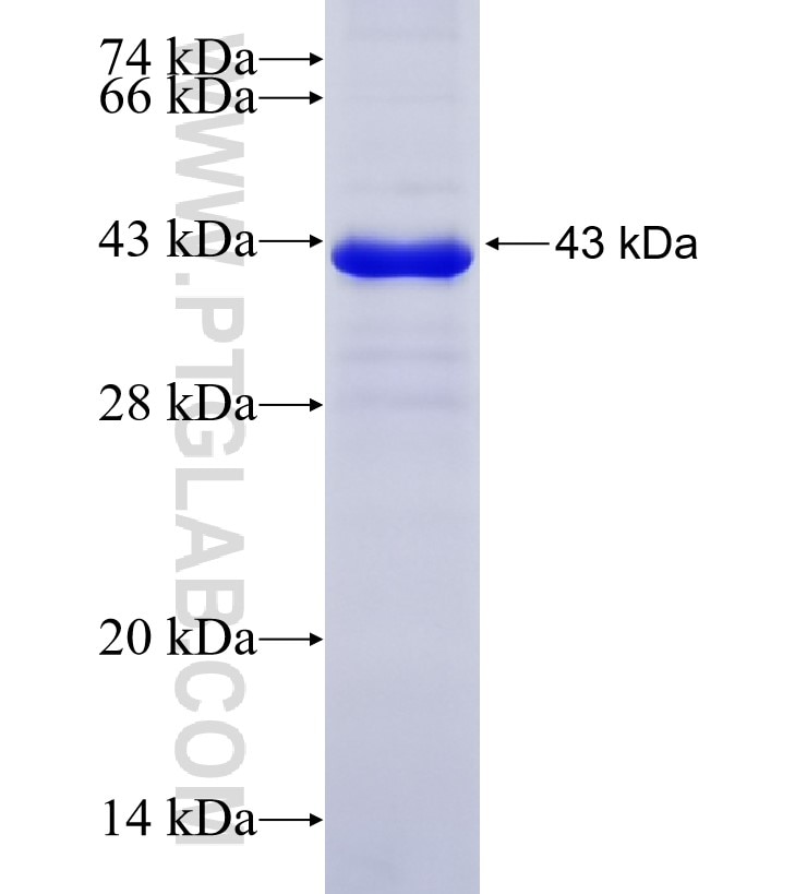 SETD8 fusion protein Ag14478 SDS-PAGE