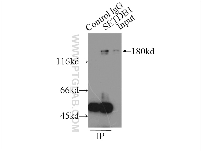 Immunoprecipitation (IP) experiment of MCF-7 cells using SETDB1 Polyclonal antibody (11231-1-AP)