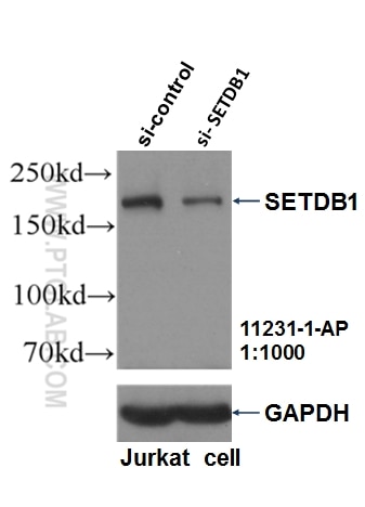 Western Blot (WB) analysis of Jurkat cells using SETDB1 Polyclonal antibody (11231-1-AP)