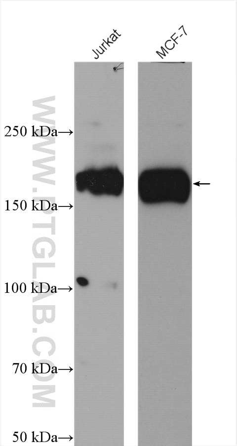 Western Blot (WB) analysis of various lysates using SETDB1 Polyclonal antibody (11231-1-AP)