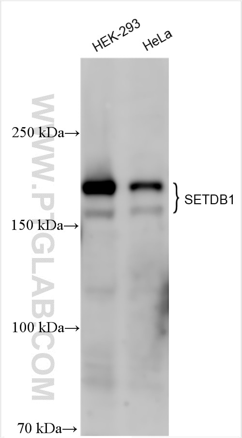 Western Blot (WB) analysis of various lysates using SETDB1 Polyclonal antibody (11231-1-AP)