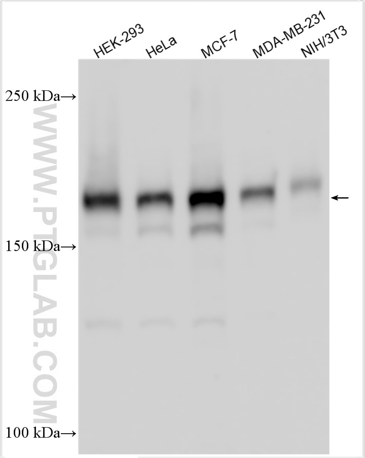 Western Blot (WB) analysis of various lysates using SETDB1 Polyclonal antibody (11231-1-AP)