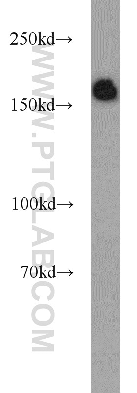 WB analysis of HEK-293 using 11231-1-AP