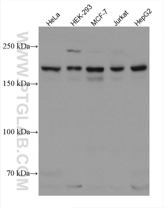 Western Blot (WB) analysis of various lysates using SETDB1 Monoclonal antibody (66293-1-Ig)