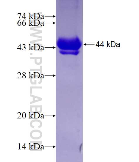 SETDB1 fusion protein Ag21644 SDS-PAGE
