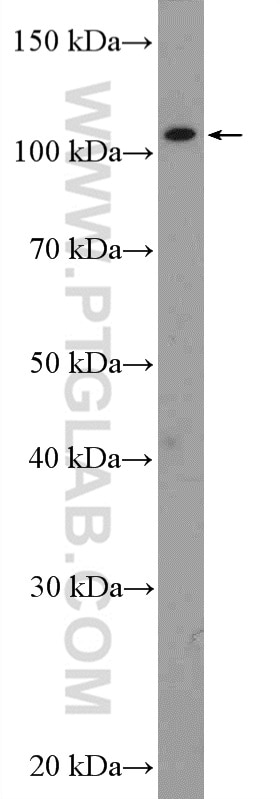 Western Blot (WB) analysis of Jurkat cells using SETDB2 Polyclonal antibody (14428-1-AP)