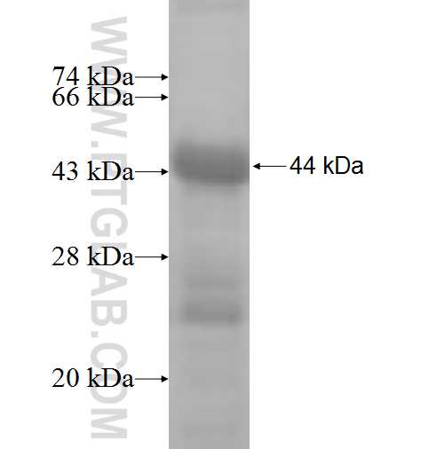 SETDB2 fusion protein Ag5795 SDS-PAGE
