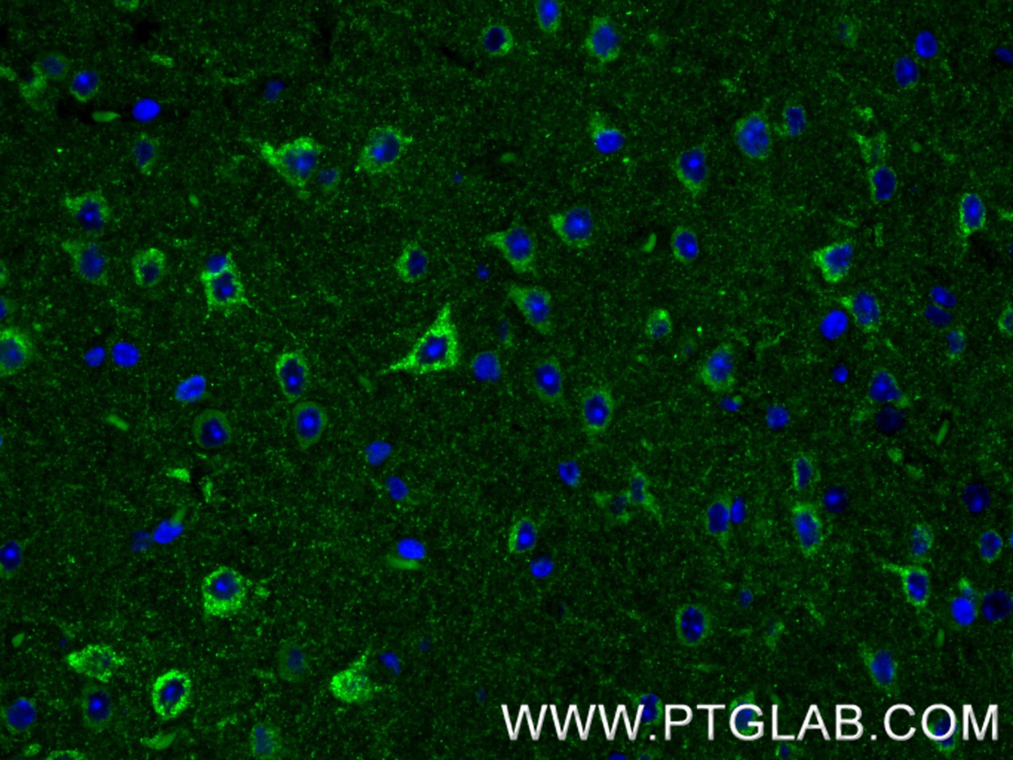 IF Staining of mouse brain using 87923-1-RR (same clone as 87923-1-PBS) Immunofluorescence (IF) / fluorescent staining of mouse brain tissue using SEZ6L Recombinant monoclonal antibody (87923-1-RR)
