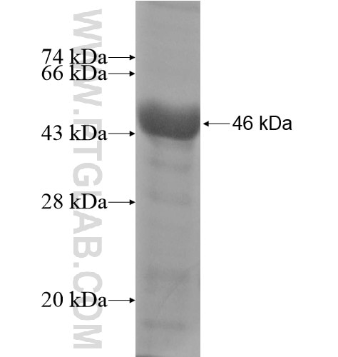 SEZ6L2 fusion protein Ag13796 SDS-PAGE