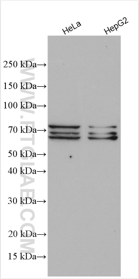 Western Blot (WB) analysis of various lysates using SF1 Polyclonal antibody (11635-1-AP)