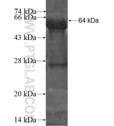 SF1 fusion protein Ag2209 SDS-PAGE