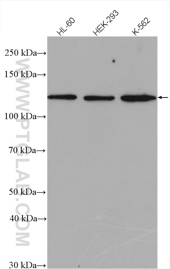 Western Blot (WB) analysis of various lysates using SF3A1 Polyclonal antibody (15858-1-AP)