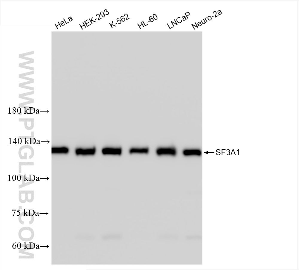 Western Blot (WB) analysis of various lysates using SF3A1 Recombinant antibody (86170-2-RR)