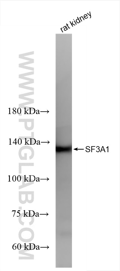 SF3A1