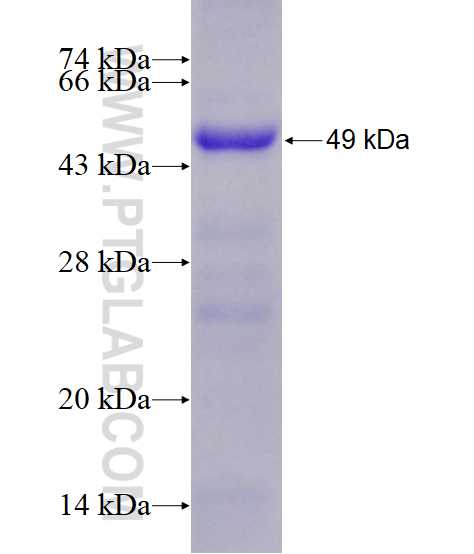 SF3A1 fusion protein Ag8196 SDS-PAGE