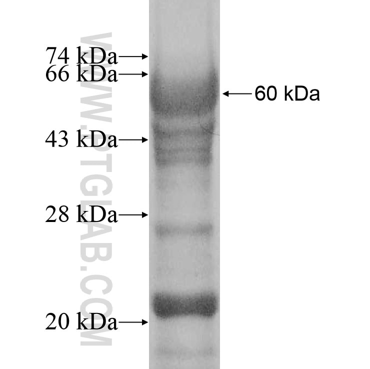 SF3A2 fusion protein Ag7953 SDS-PAGE
