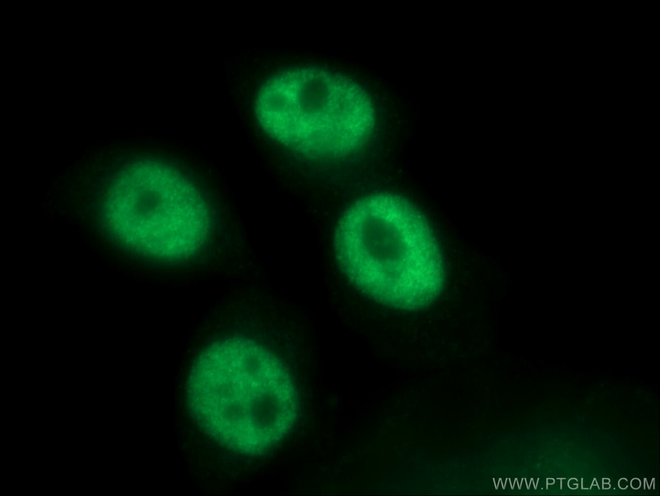 Immunofluorescence (IF) / fluorescent staining of HeLa cells using SF3A3 Polyclonal antibody (12070-1-AP)