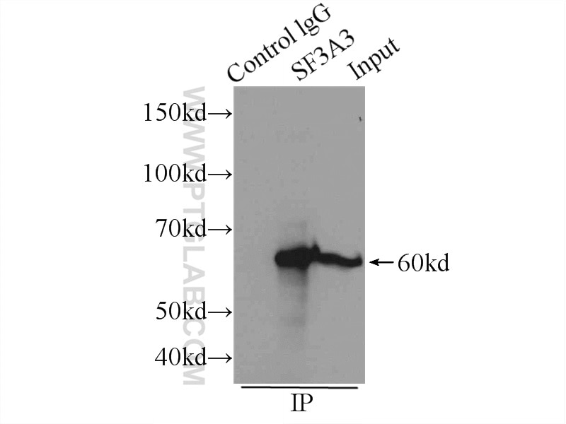 Immunoprecipitation (IP) experiment of Raji cells using SF3A3 Polyclonal antibody (12070-1-AP)