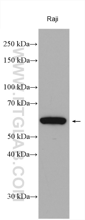 Western Blot (WB) analysis of various lysates using SF3A3 Polyclonal antibody (12070-1-AP)