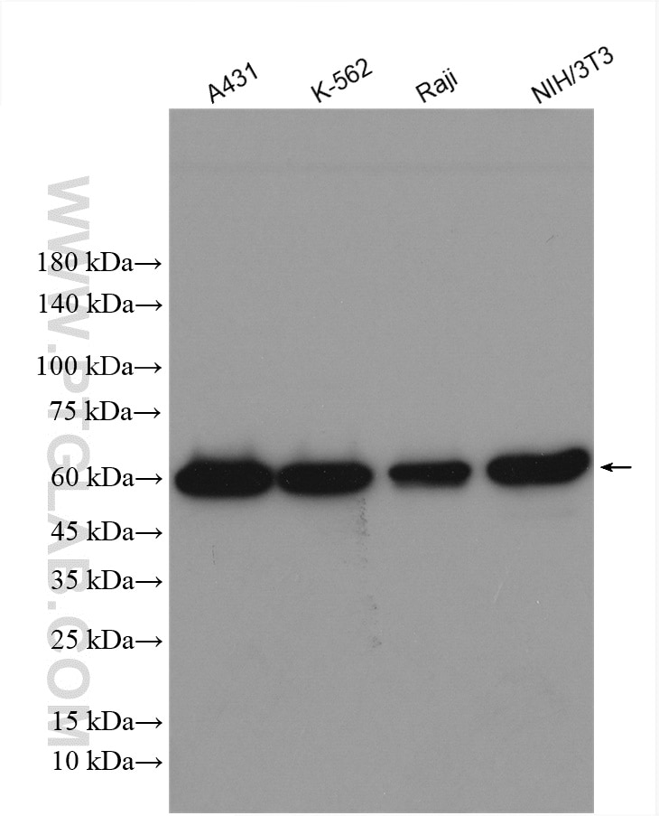 Western Blot (WB) analysis of various lysates using SF3A3 Polyclonal antibody (12070-1-AP)