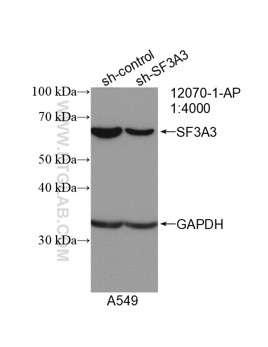 Western Blot (WB) analysis of A549 cells using SF3A3 Polyclonal antibody (12070-1-AP)