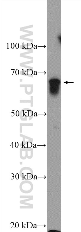 Western Blot (WB) analysis of Raji cells using SF3A3 Polyclonal antibody (12070-1-AP)