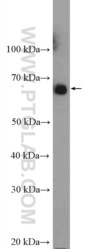 Western Blot (WB) analysis of Raji cells using SF3A3 Polyclonal antibody (12070-1-AP)