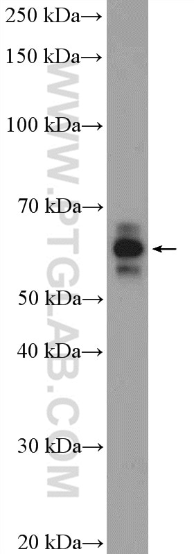 Western Blot (WB) analysis of Raji cells using SF3A3 Polyclonal antibody (12070-1-AP)