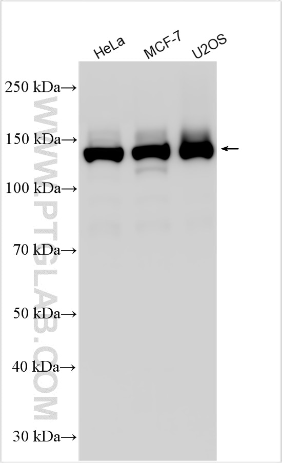 Western Blot (WB) analysis of various lysates using SF3B1 Polyclonal antibody (27684-1-AP)