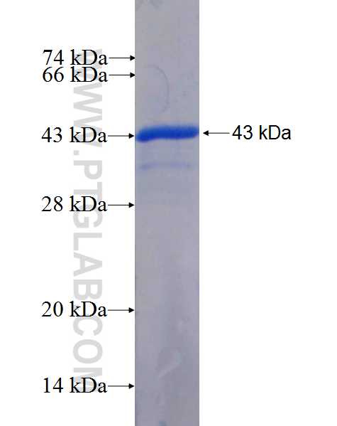 SF3B1 fusion protein Ag26689 SDS-PAGE