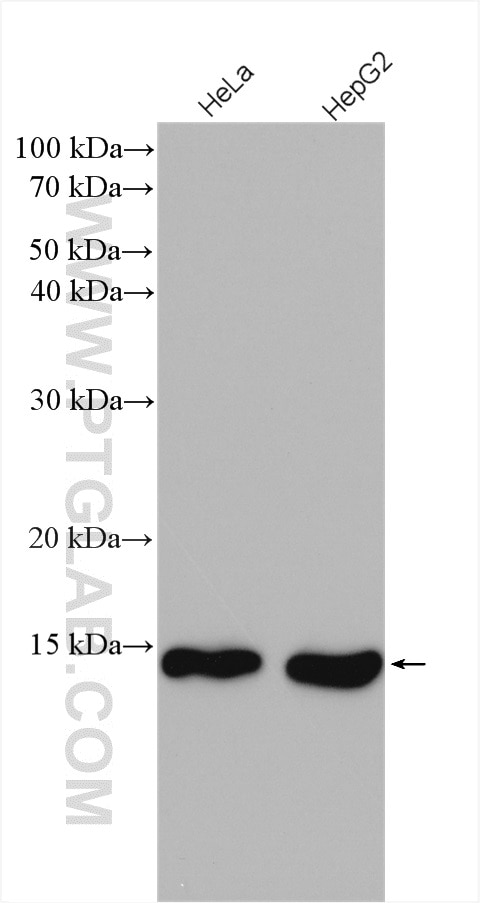 Western Blot (WB) analysis of various lysates using SF3B14 Polyclonal antibody (12379-1-AP)