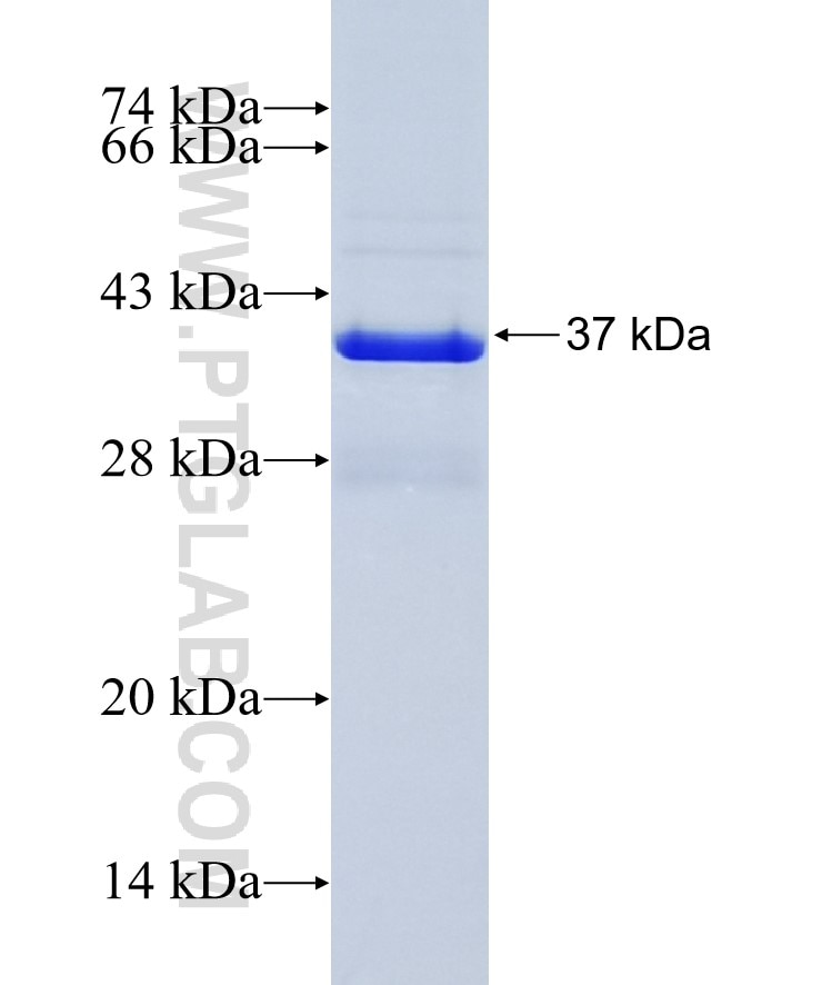 SF3B14 fusion protein Ag3045 SDS-PAGE