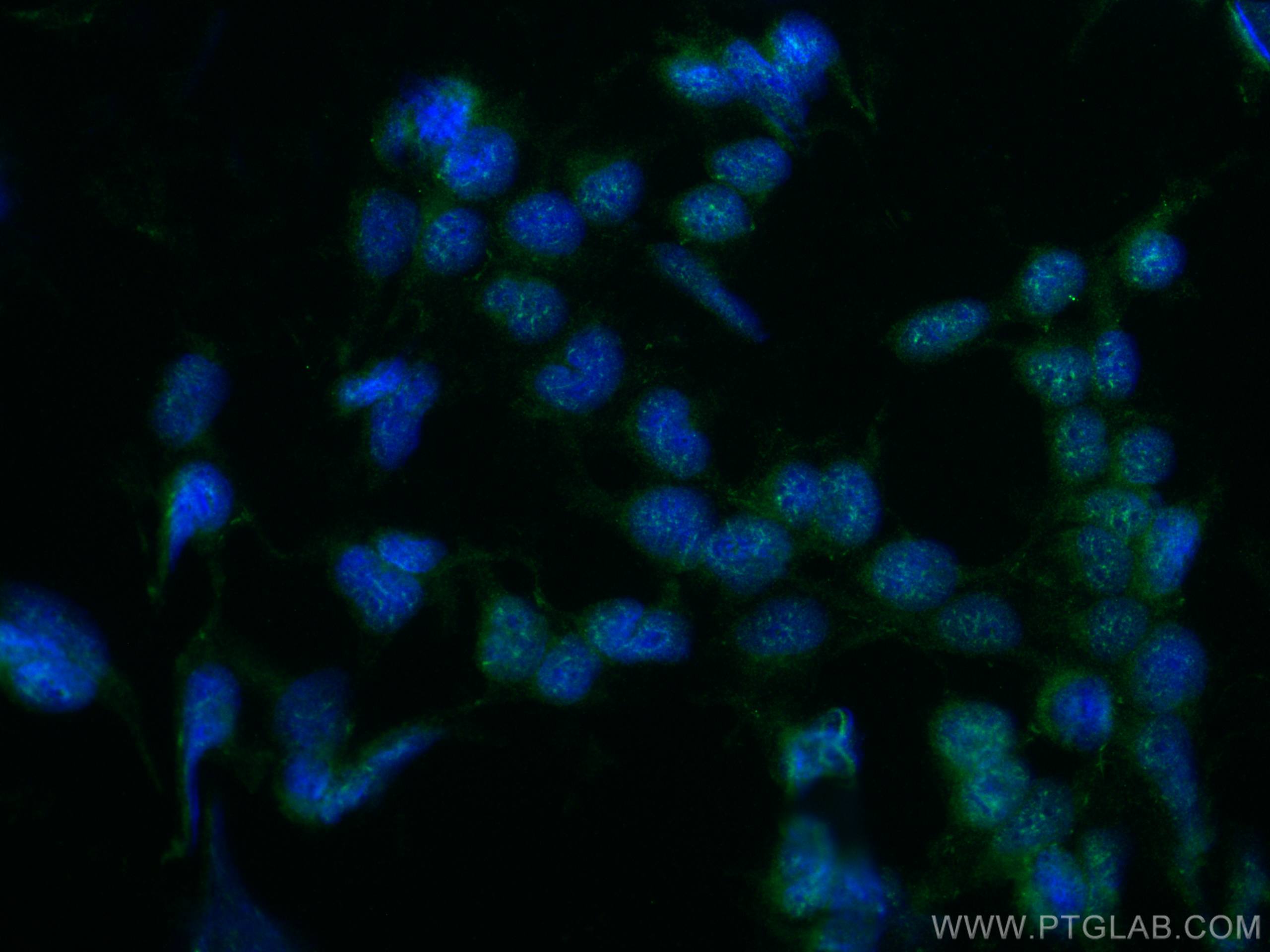 Immunofluorescence (IF) / fluorescent staining of HEK-293 cells using SF3B2 Polyclonal antibody (10919-1-AP)