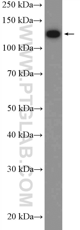 WB analysis of K-562 using 10919-1-AP