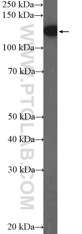 Western Blot (WB) analysis of HEK-293 cells using SF3B2 Polyclonal antibody (10919-1-AP)