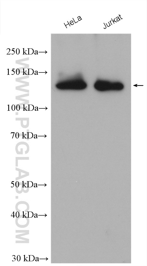 Western Blot (WB) analysis of various lysates using SF3B3 Polyclonal antibody (14577-1-AP)
