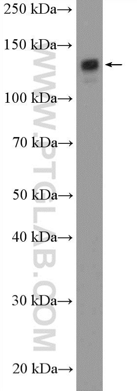 Western Blot (WB) analysis of mouse heart tissue using SF3B3 Polyclonal antibody (14577-1-AP)