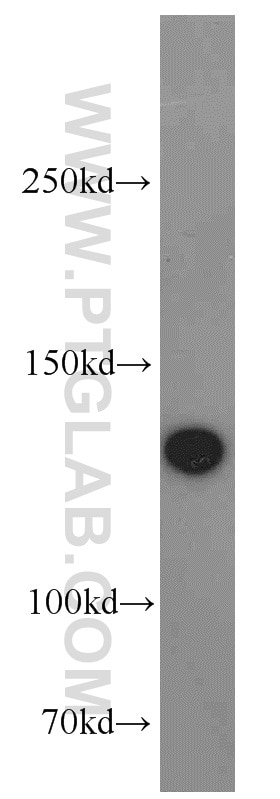 SF3B3 Polyclonal antibody