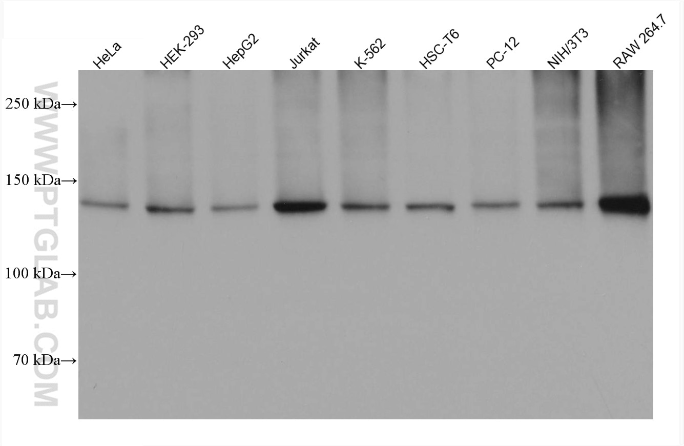 Western Blot (WB) analysis of various lysates using SF3B3 Monoclonal antibody (67469-1-Ig)