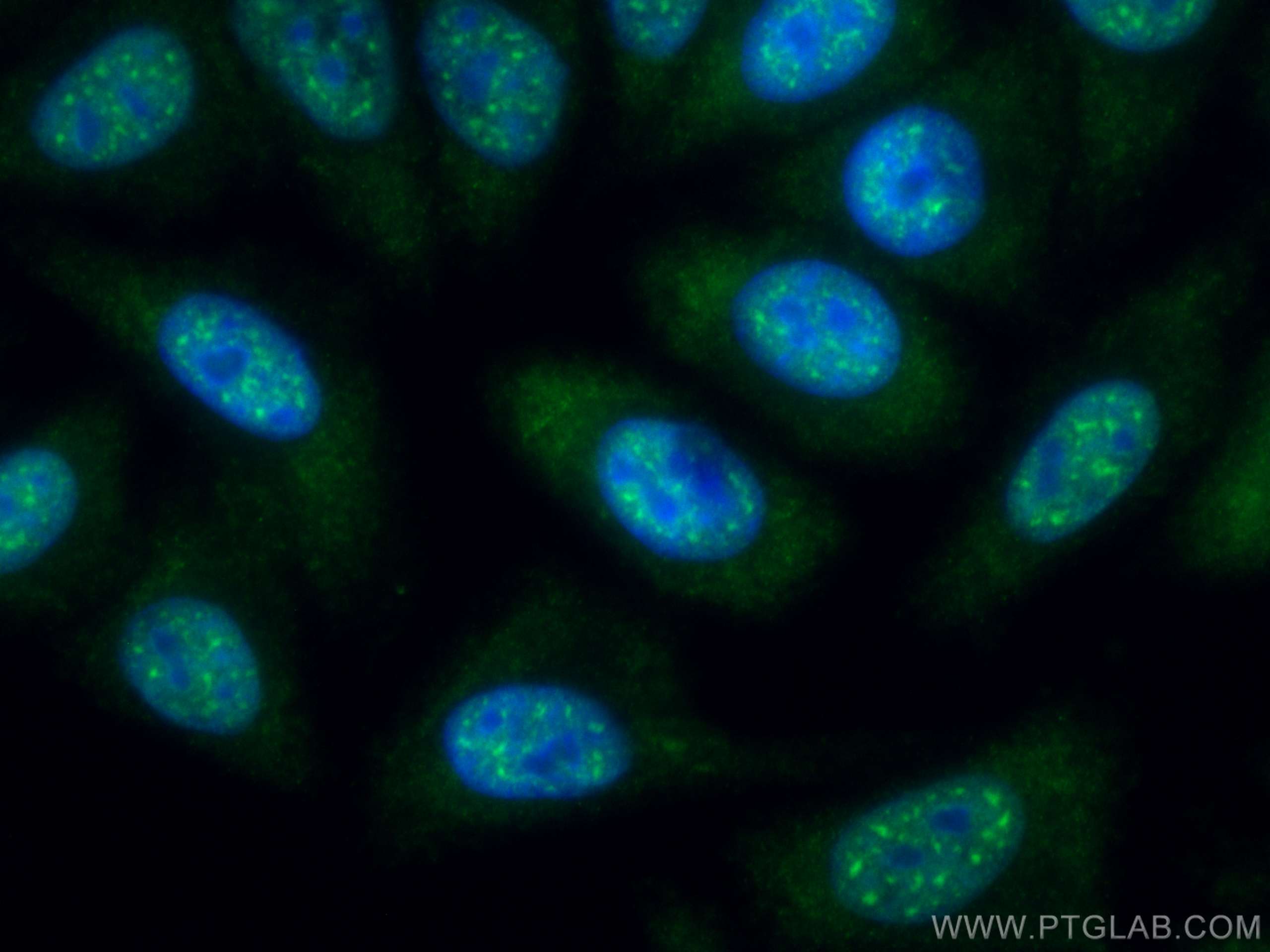 Immunofluorescence (IF) / fluorescent staining of HepG2 cells using CoraLite® Plus 488-conjugated SF3B3 Monoclonal ant (CL488-67469)