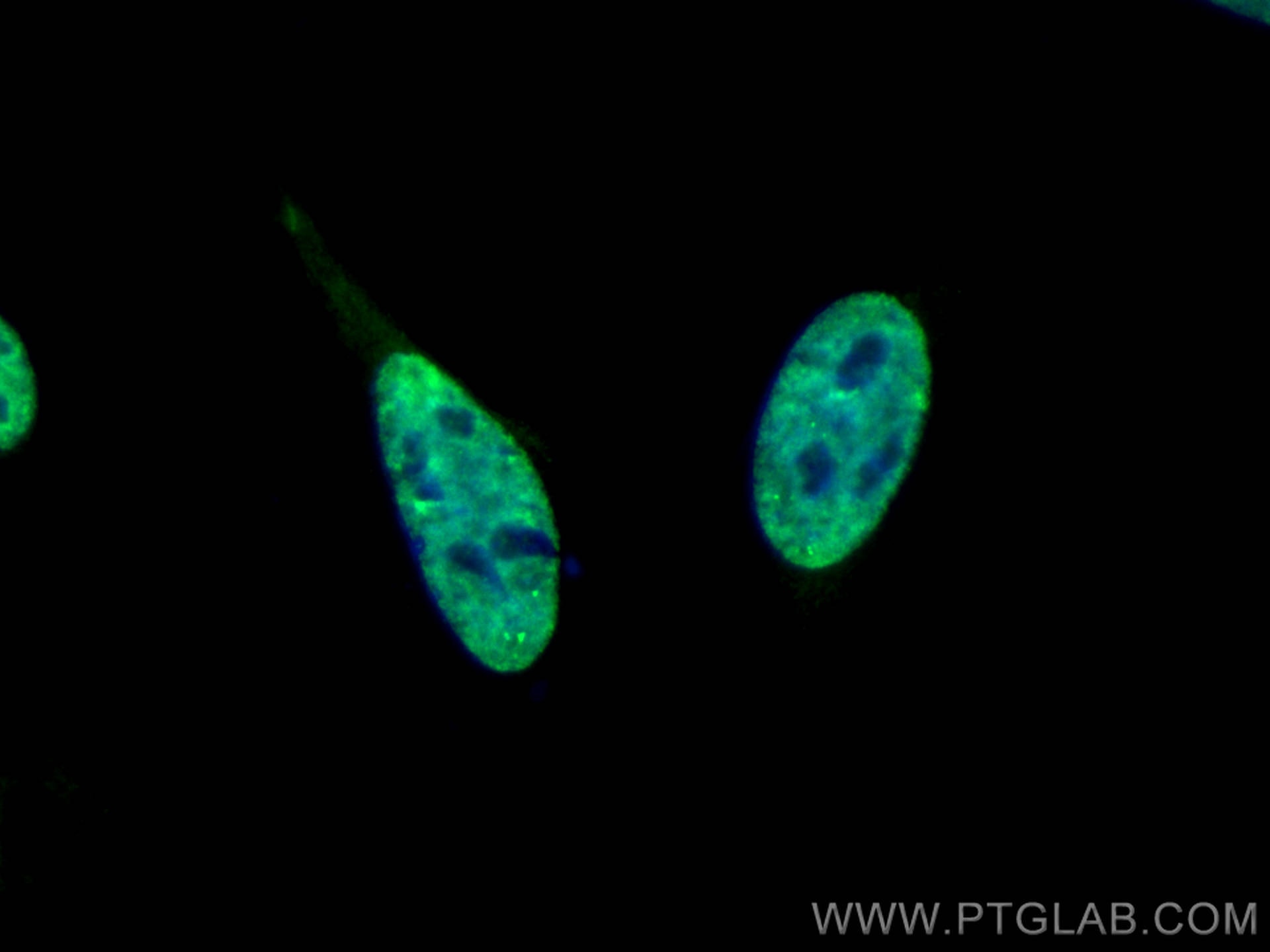 Immunofluorescence (IF) / fluorescent staining of HeLa cells using CoraLite® Plus 488-conjugated SF3B3 Monoclonal ant (CL488-67469)