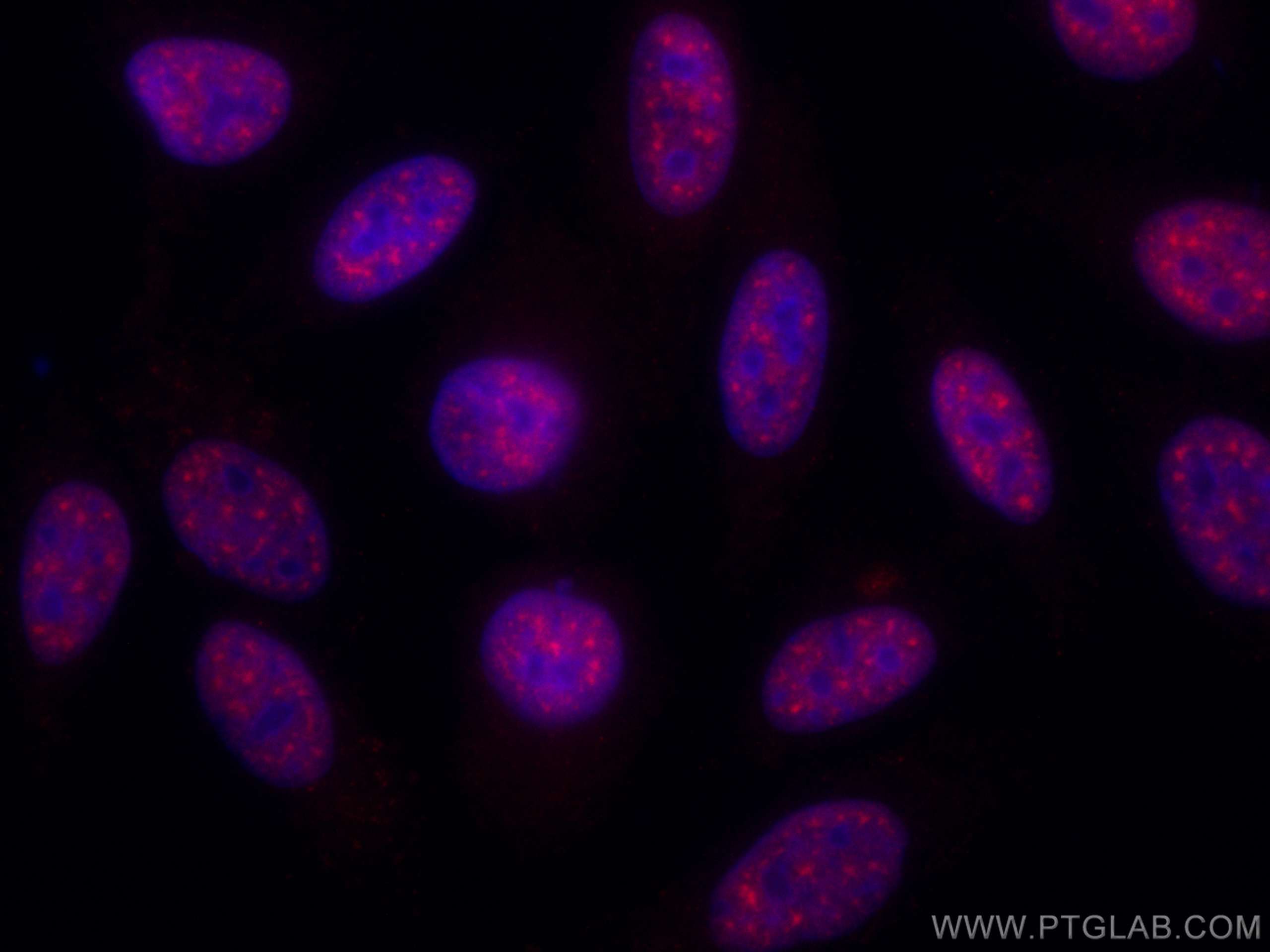Immunofluorescence (IF) / fluorescent staining of HepG2 cells using CoraLite®594-conjugated SF3B3 Monoclonal antibody (CL594-67469)