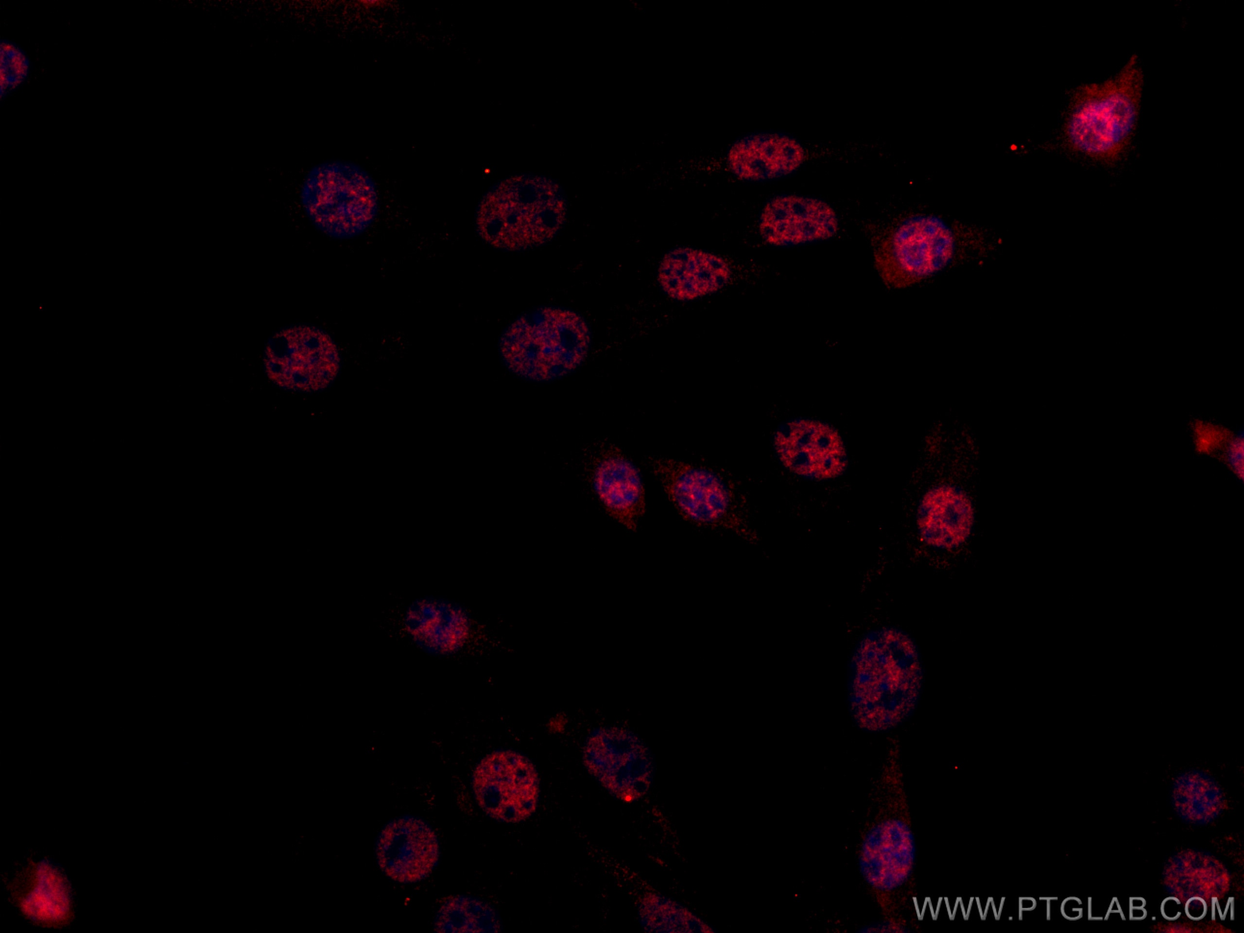 Immunofluorescence (IF) / fluorescent staining of C2C12 cells using CoraLite®594-conjugated SF3B3 Monoclonal antibody (CL594-67469)