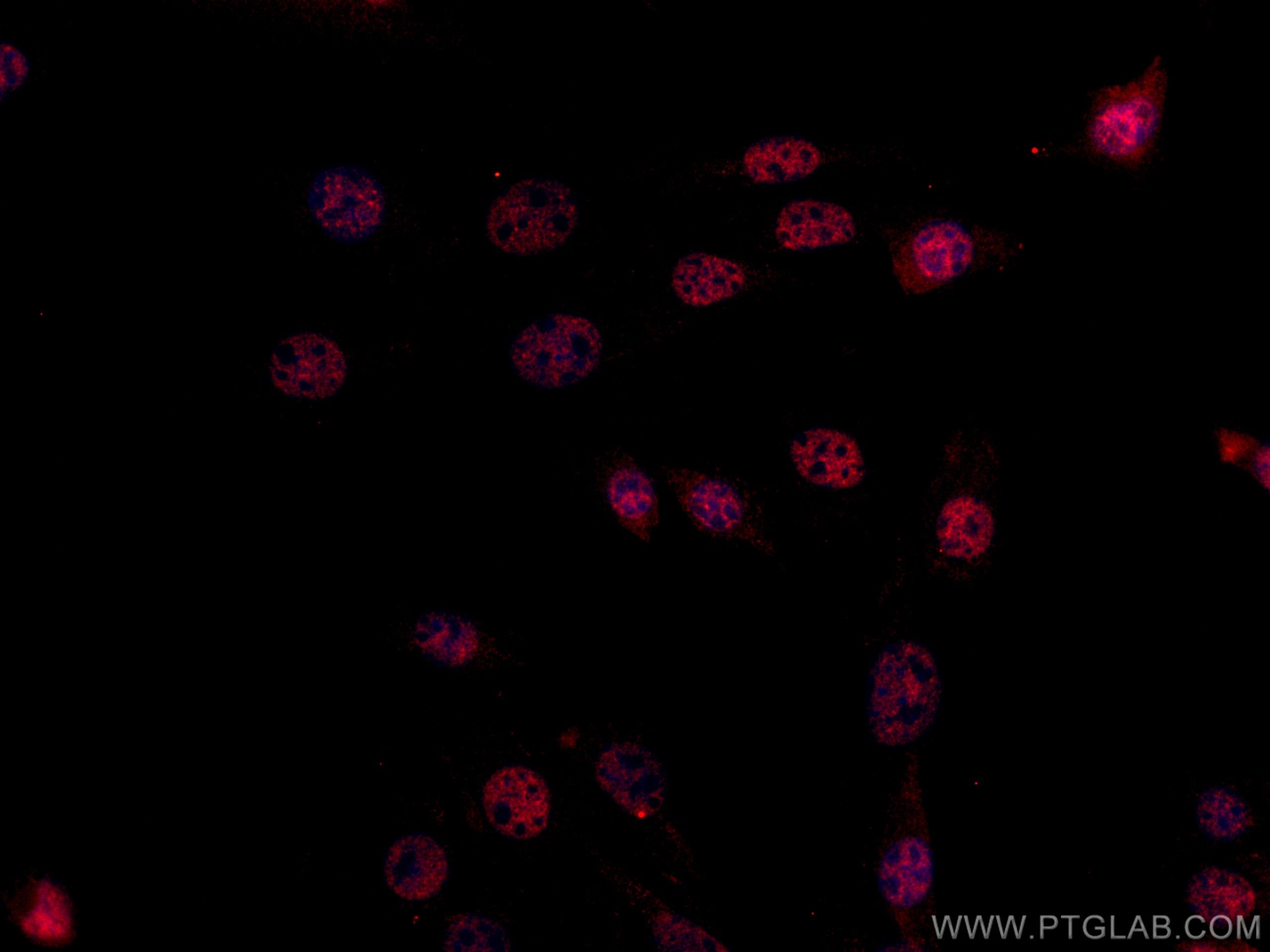 IF Staining of C2C12 using CL594-67469