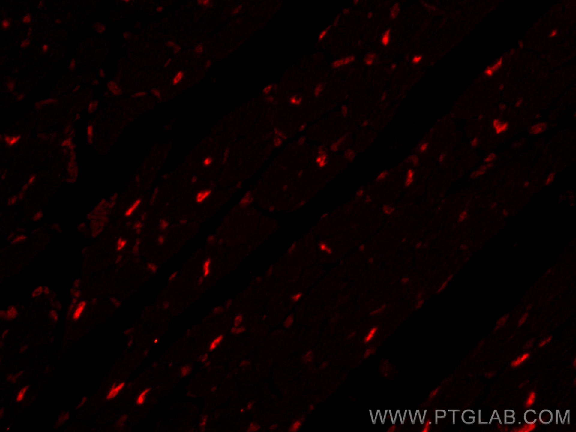 Immunofluorescence (IF) / fluorescent staining of mouse heart tissue using CoraLite®594-conjugated SF3B3 Monoclonal antibody (CL594-67469)